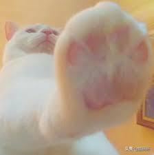 猫咪常见疾病用药用量,猫咪各种慢性病