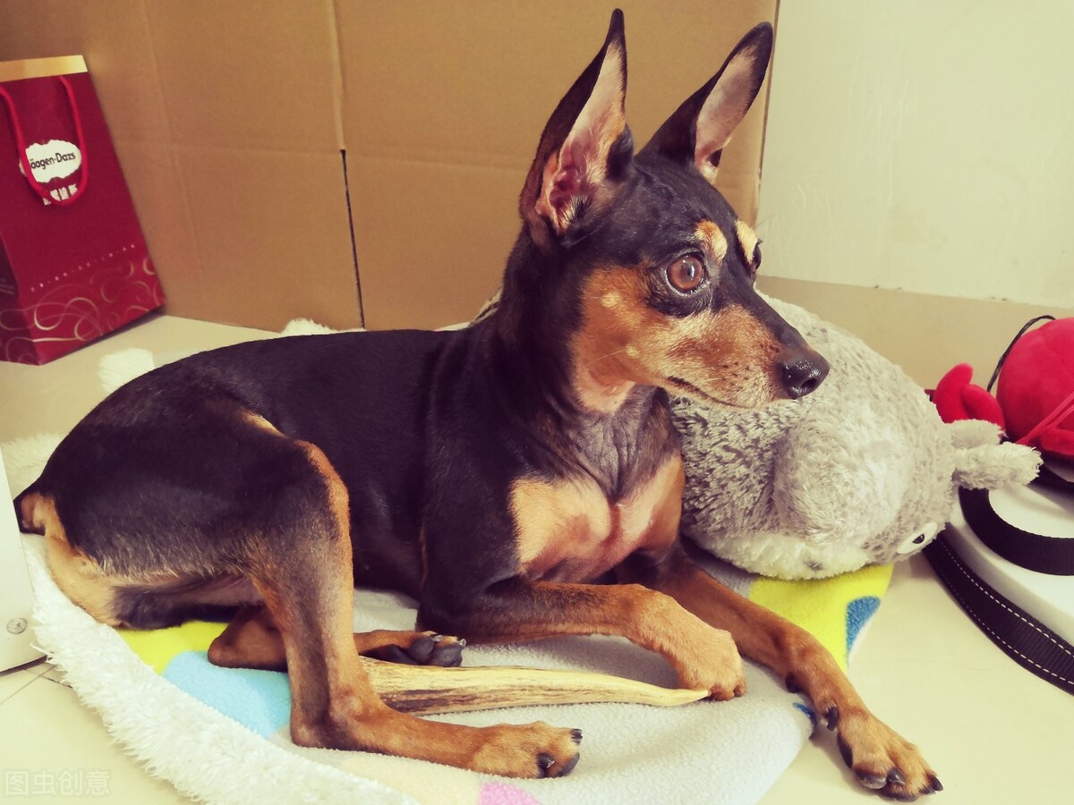 小鹿犬怎么训练才听话,小鹿犬怎么训练听话