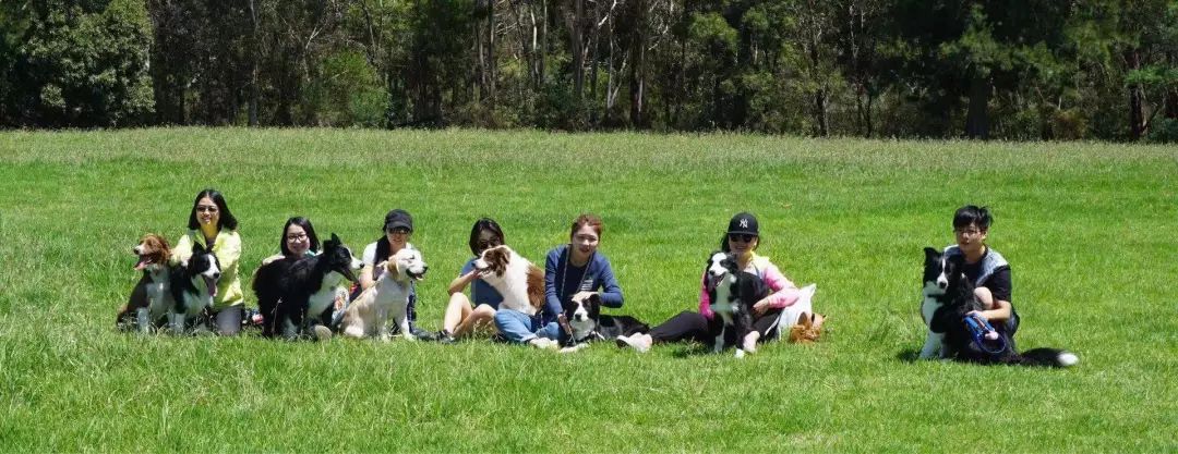 宠物经济剖析,宠物经济如何赚钱