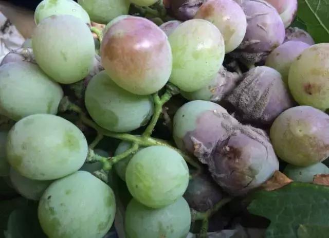 葡萄膨果期发生灰霉病,葡萄灰霉病对照图