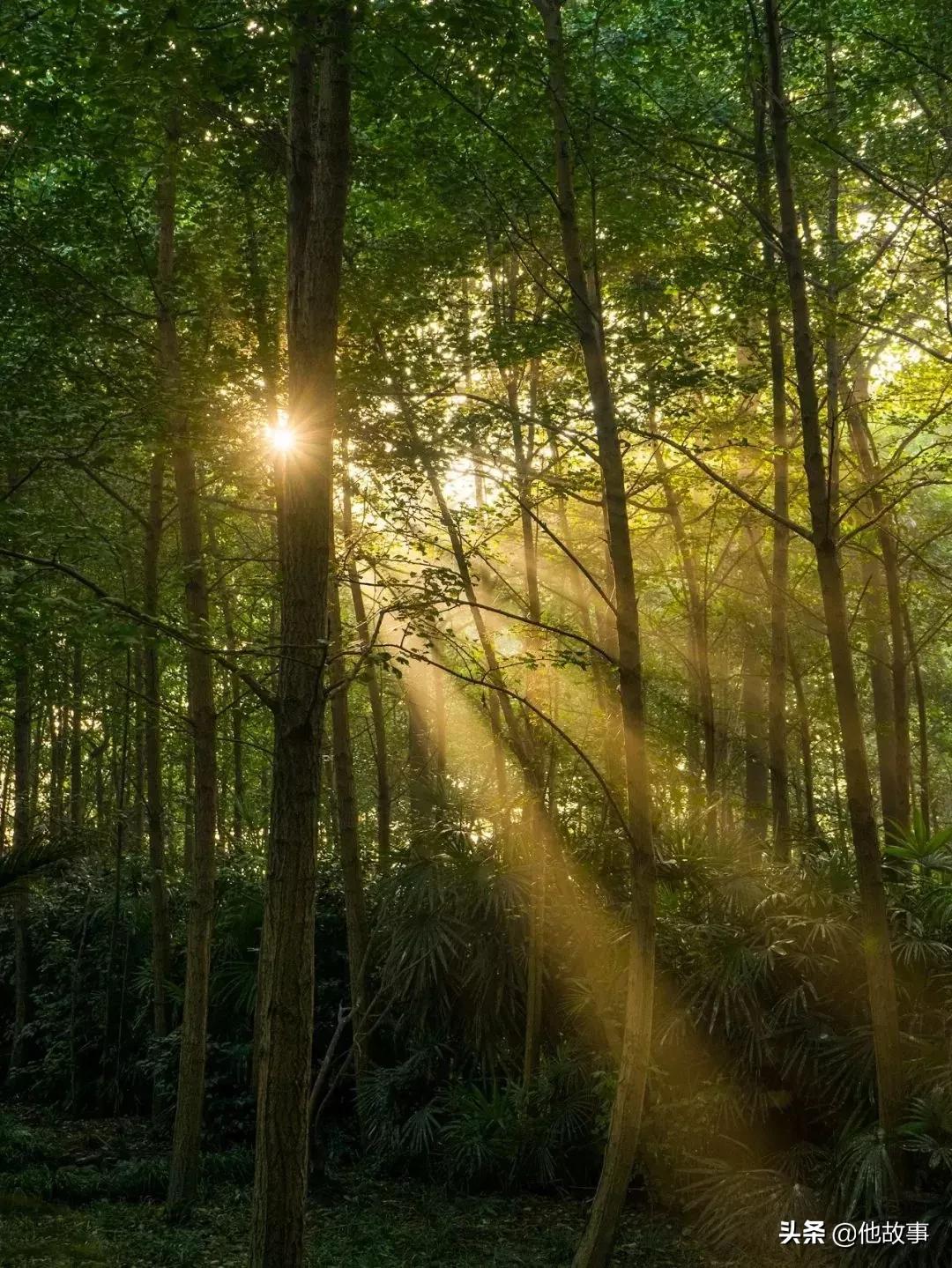 人间仙境般的世外桃源庭院,原始森林自建世外桃源
