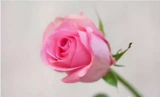 4000种不一样的玫瑰品种大全,100种玫瑰品种图鉴大全