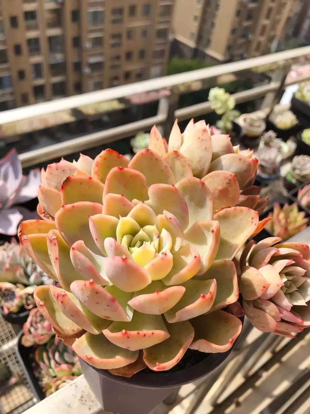 废旧盒子用来养多肉，叶片肥润颜值高，创意十足增添不少乐趣