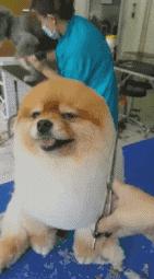 搞笑gif开心一刻单身也挺好,搞笑gif开心视频