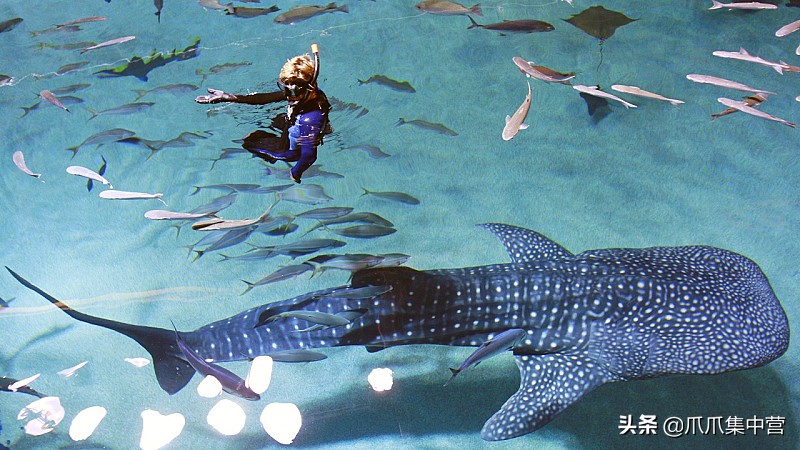 人工养殖鲨鱼死了怎么办,人工饲养虎鲸为啥短命