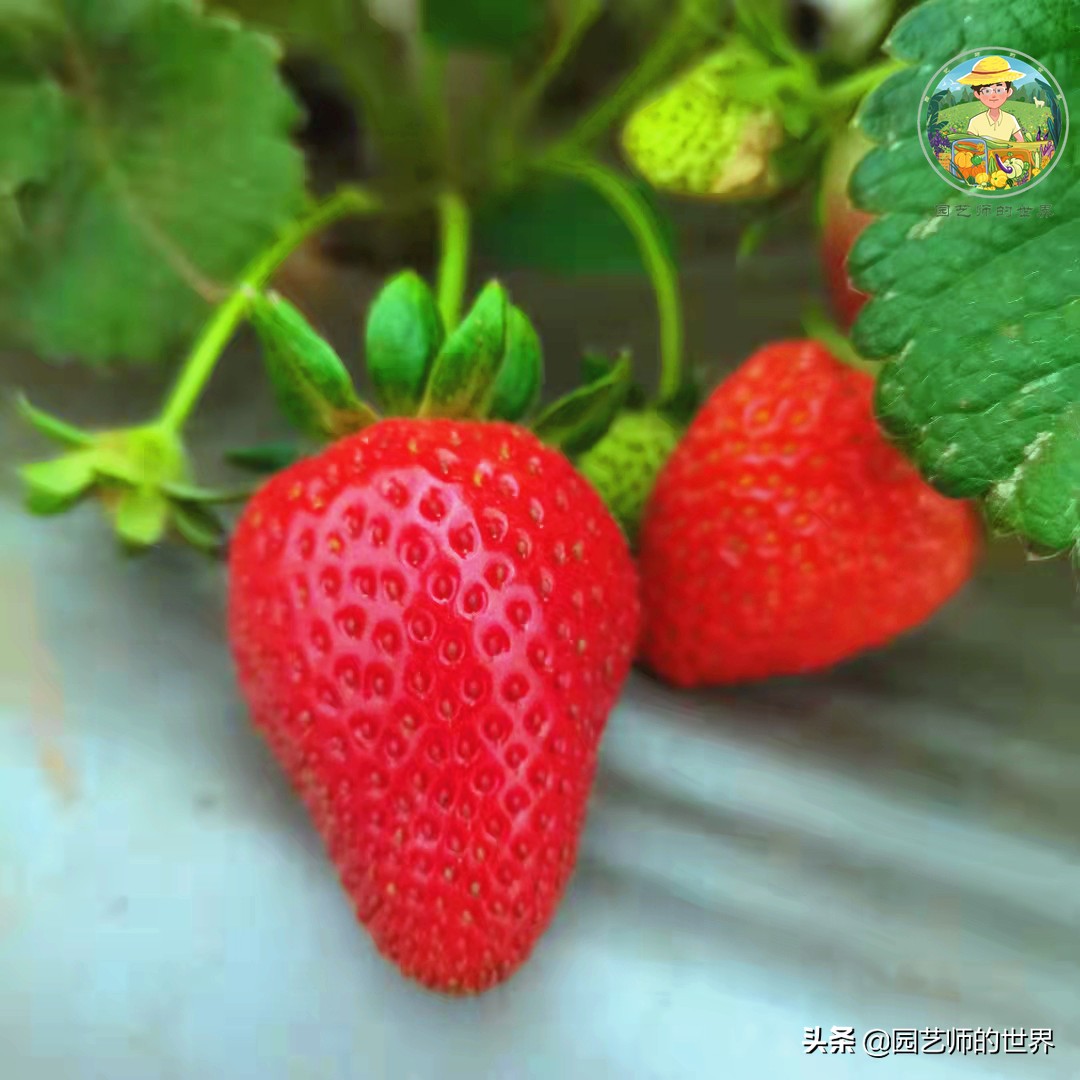 夏季草莓还能开花结果吗,草莓夏季高产