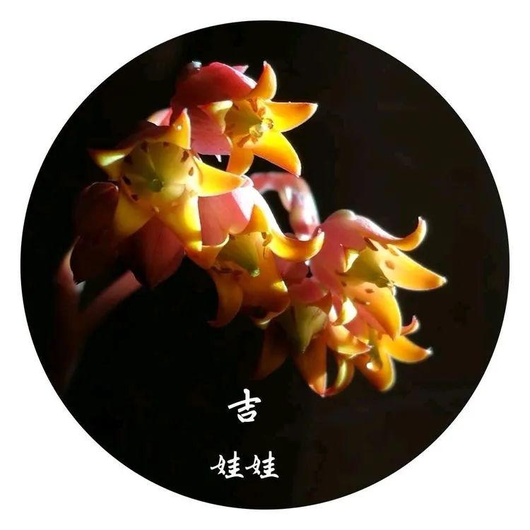 适合从小养到大的多肉,由小到大由浅入深