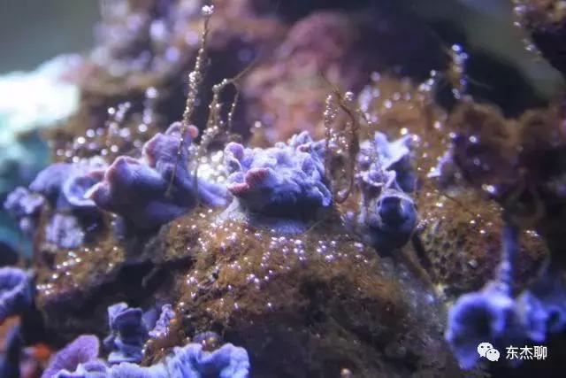 海缸的丝藻是褐色的,海缸控磷