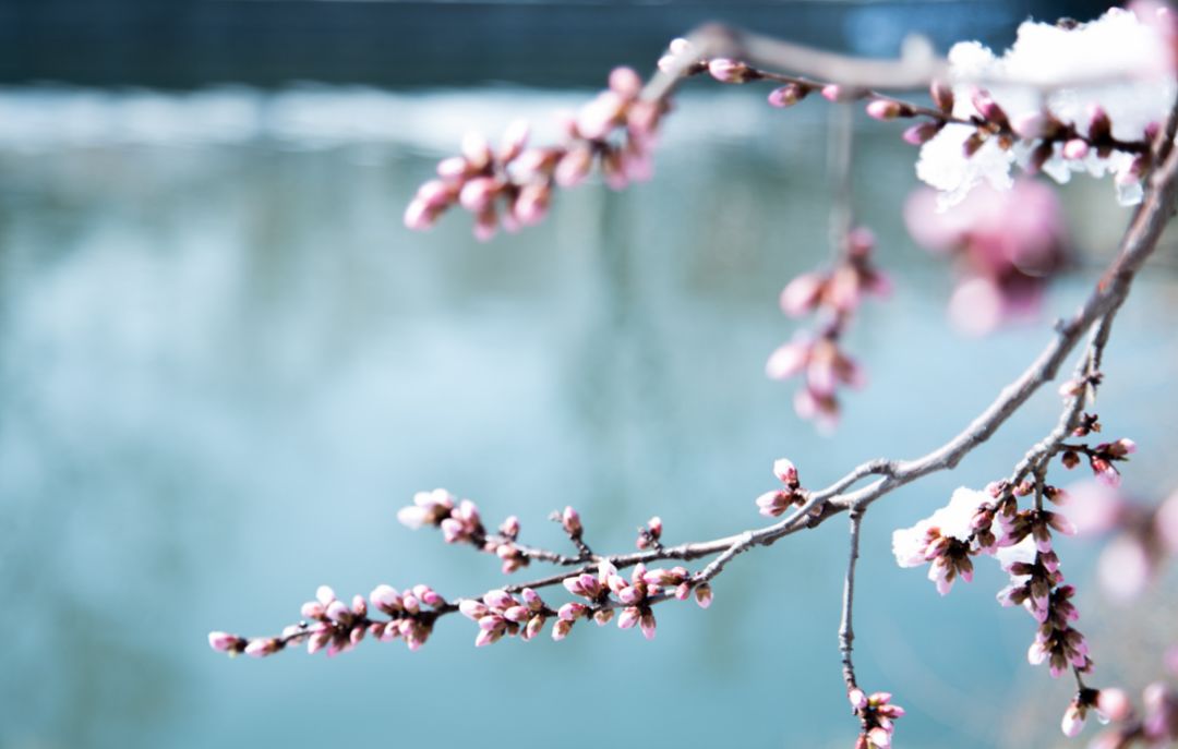 古诗词春雪,古诗鉴赏春寒
