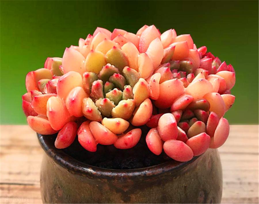 多肉红宝石叶子干瘪还能活吗,多肉红宝石叶片发黑怎么办