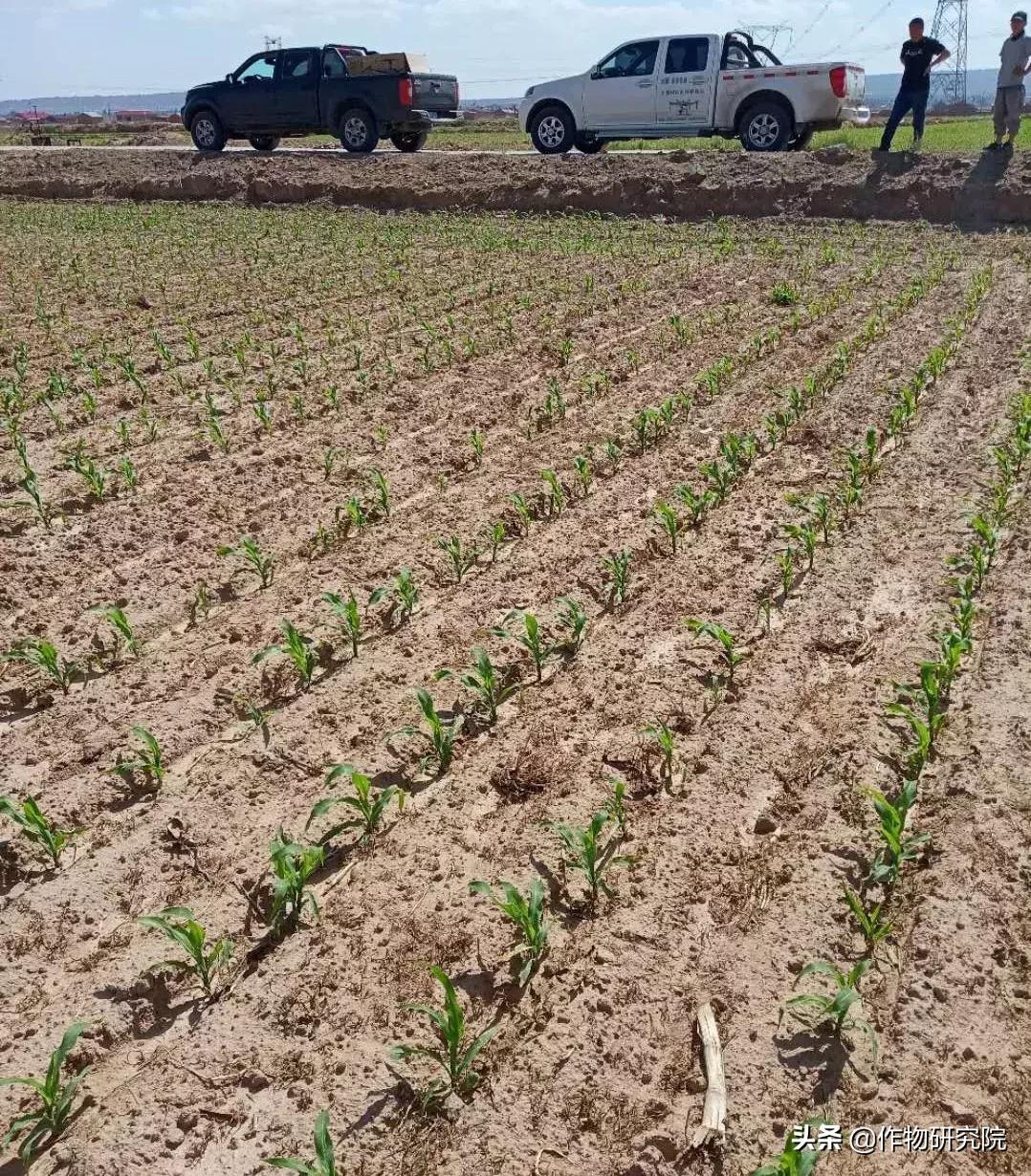 飞防高浓度,飞防7天效果