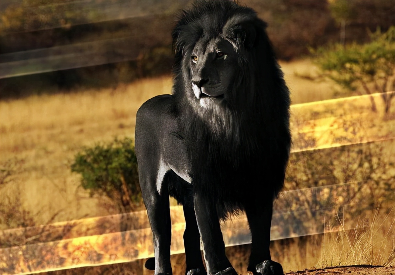 被西方殖民者杀到灭绝的动物,欧洲殖民者灭绝的动物