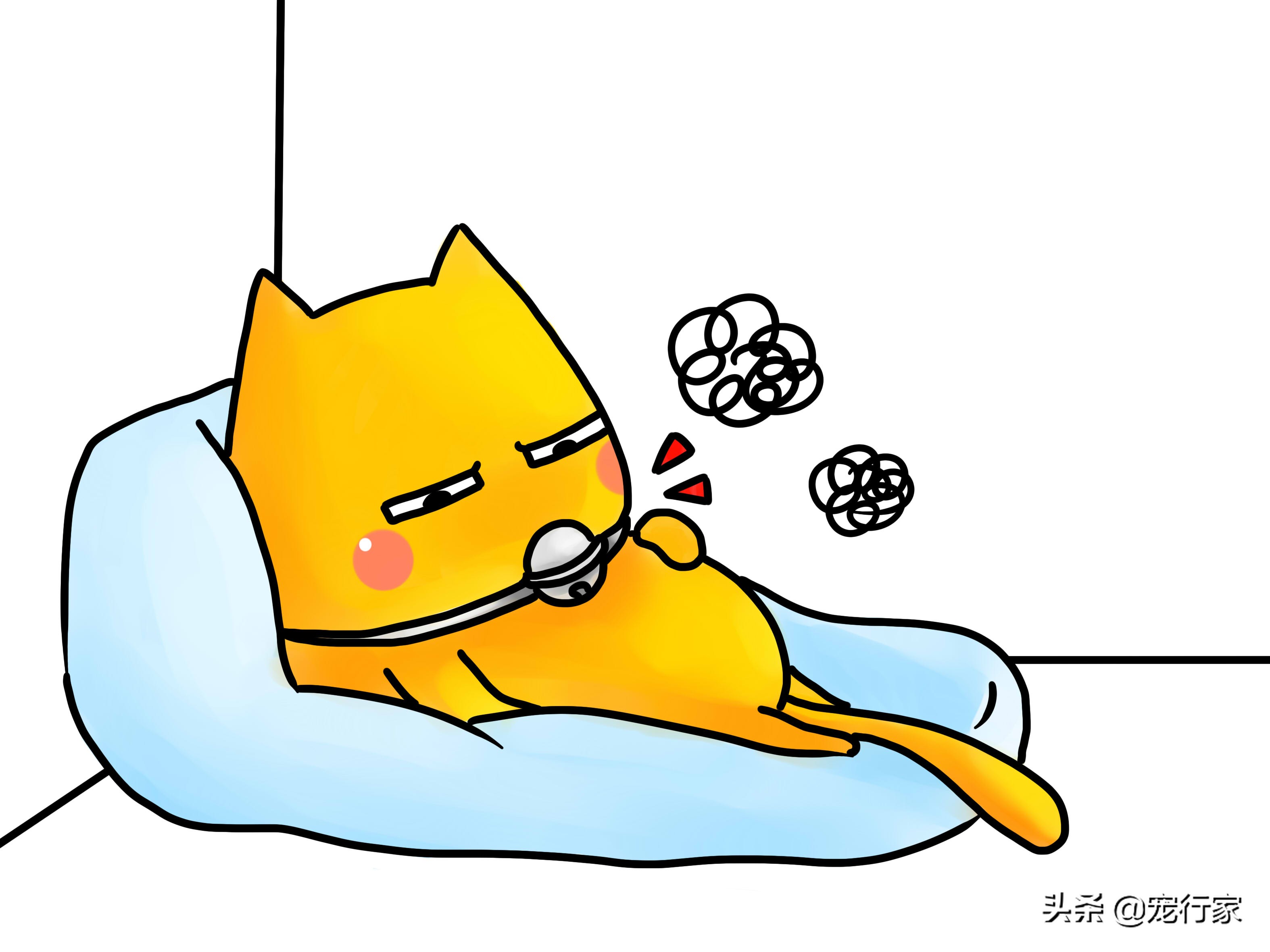 如何照顾耳聋的猫咪,如何照顾耳聋的猫