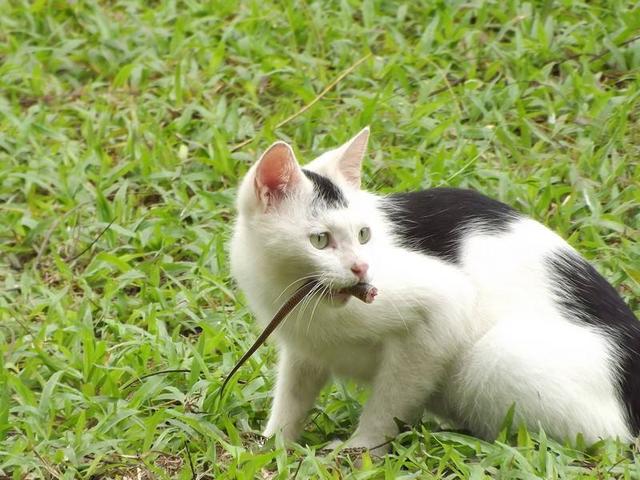 蛇是不是灵性的动物,蛇是灵性的动物