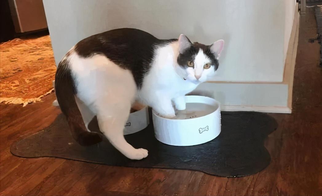 最好养的猫奶牛猫,奶牛猫受欢迎