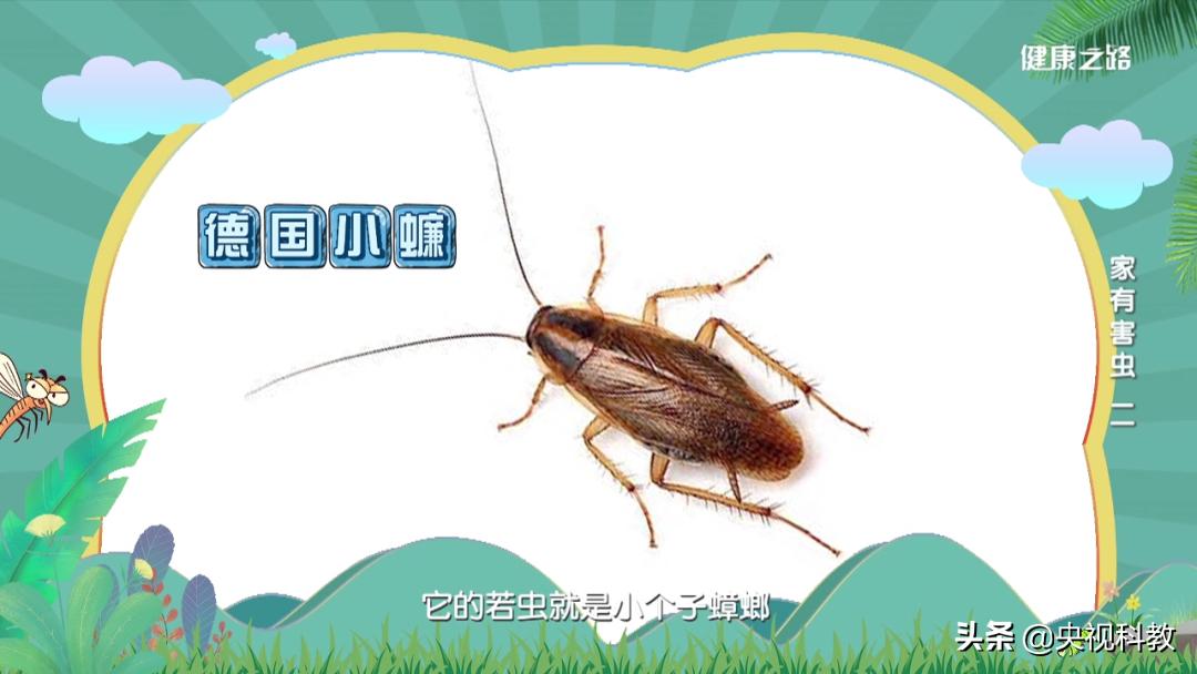 蟑螂打不死吗,没有打不死的小强