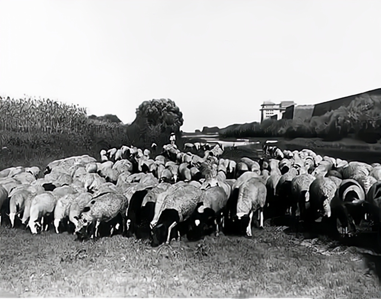 放羊娃马玉林，开创步法追踪技术破大案：逢案必去，每去必破
