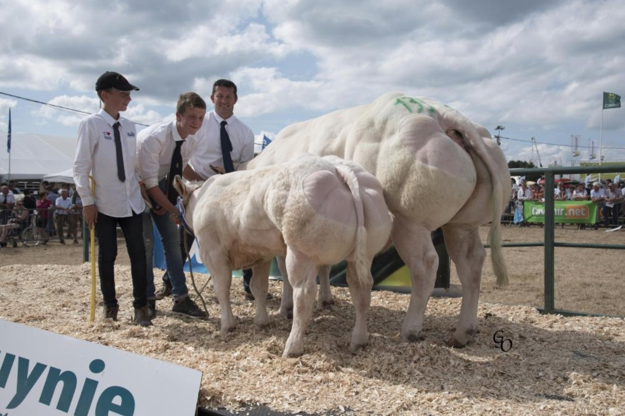 “牛魔王”丹尼尔*疆新**繁育体长5米重3吨的牛，一天长肉3斤，啥样
