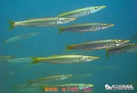 十种最受欢迎的海鱼,钓鱼人最爱的海鱼