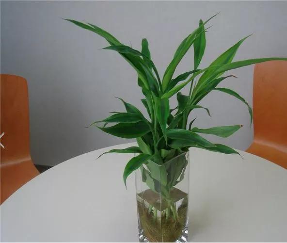 家里养的富贵竹,突然就烂根了,3种正确处理方式,预防烂根