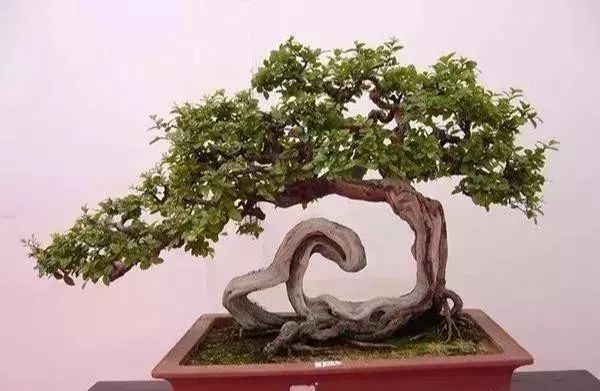 古朴自然盆景欣赏,造型极美的盆景一起来欣赏