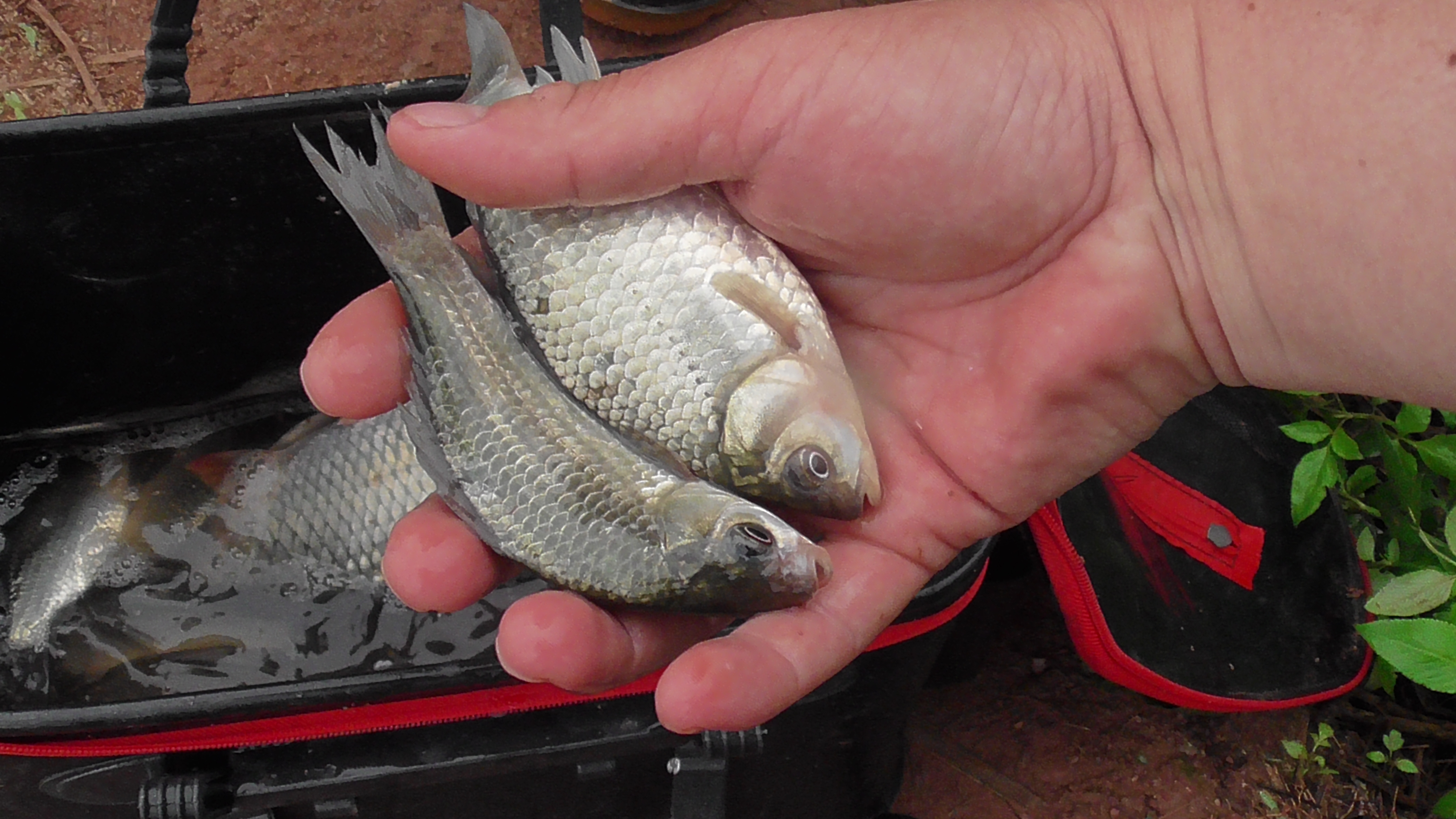 野钓走水用什么办法解决,野钓走水应对最好的办法