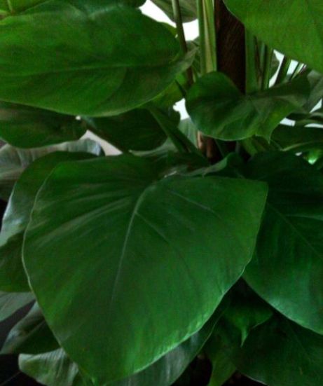 普通绿萝能养成大叶绿萝吗图片,小叶绿萝爬柱可以长成大叶绿萝吗