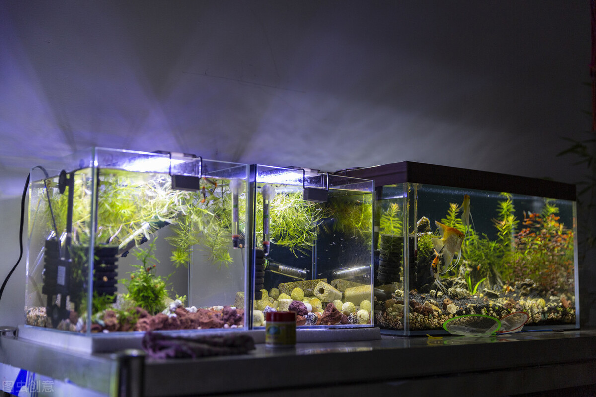 鱼缸养水草的主要作用是什么,鱼缸哪种水草好养养不死