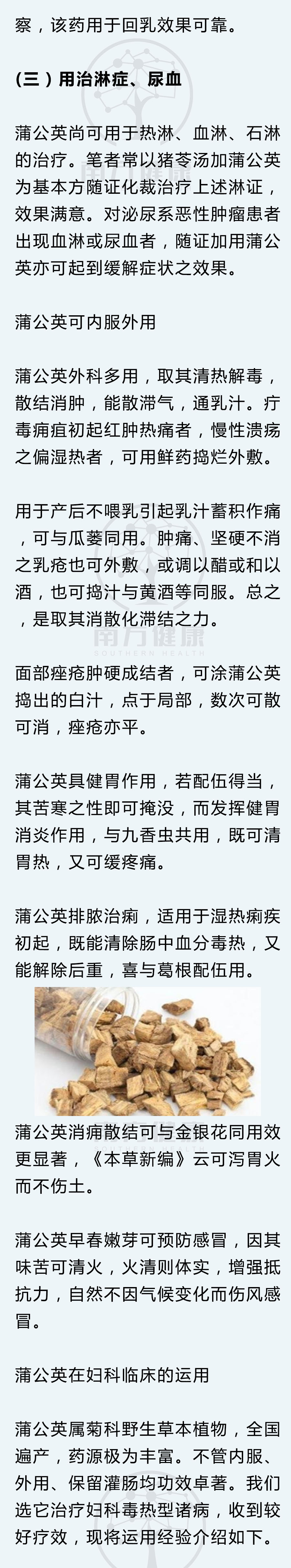 蒲公英怎么处理可入药,蒲公英治什么病最好还可以怎么吃