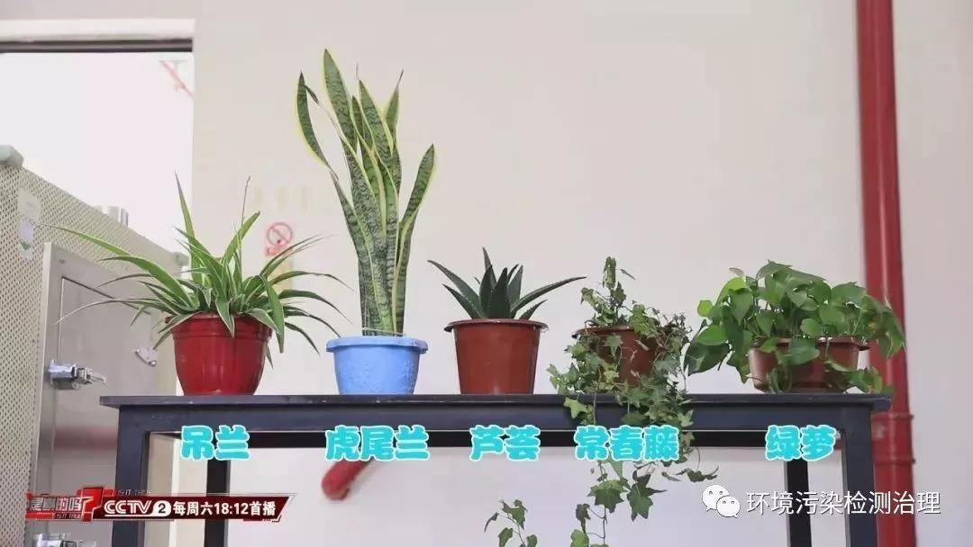 除甲醛植物靠谱么,除甲醛用植物靠谱吗