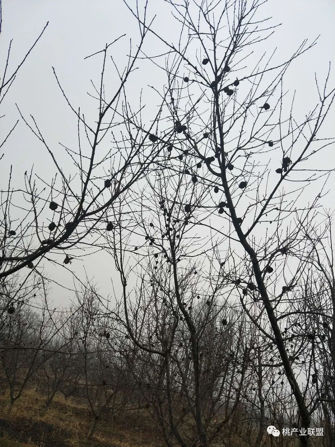 桃树幼果期是防治病虫害最重要的时期