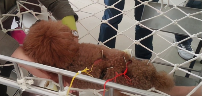 那些年我曾经养过的小狗,那些年我曾经养过的狗