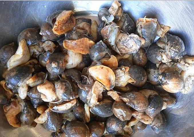 禁渔期能够吃到海鲜吗,禁渔期的海鲜从哪里来的