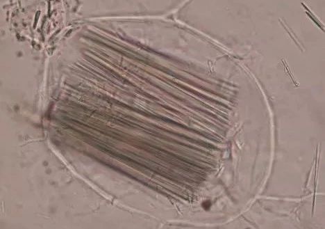 半夏有毒生姜可解,半夏有毒对身体有什么危害