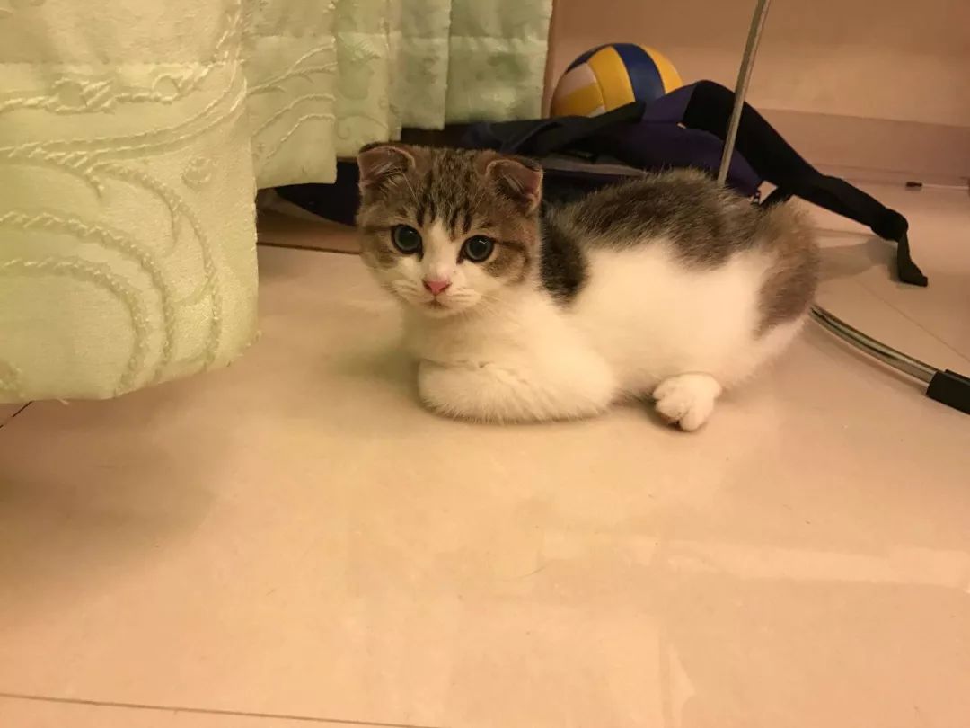 疫情家里养宠怎么消毒,养猫天天开窗通风还要消毒吗