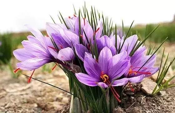 这才是世界上最贵的花卉,君子兰最便宜的花卉