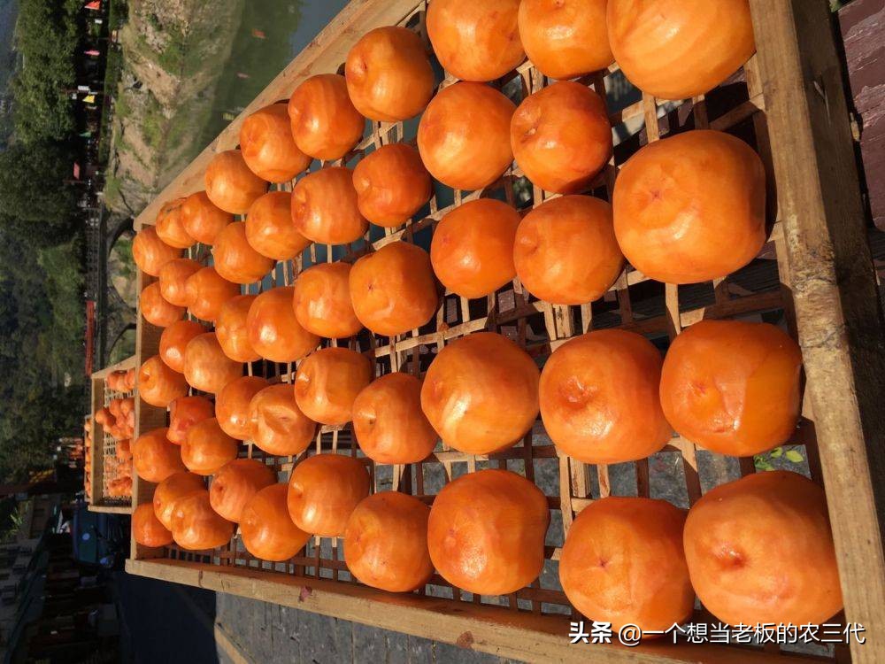 传统晾晒柿饼和烘干柿饼,晒柿饼的正确方法