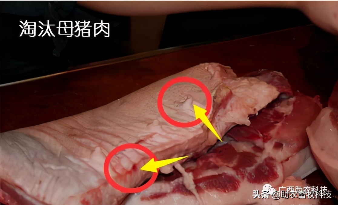 怎么净化非瘟病毒,猪场发生非瘟该如何快速积极应对