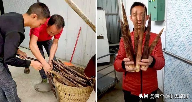 贵州省桐梓县马鬃乡竹笋,桐梓新鲜方竹笋基地