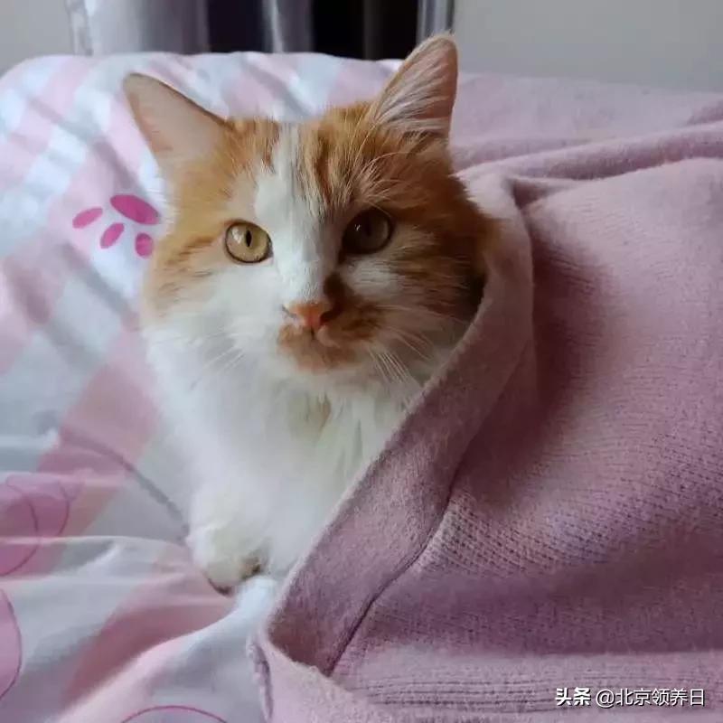 喵星人第二季,喵星人第2季免费观看