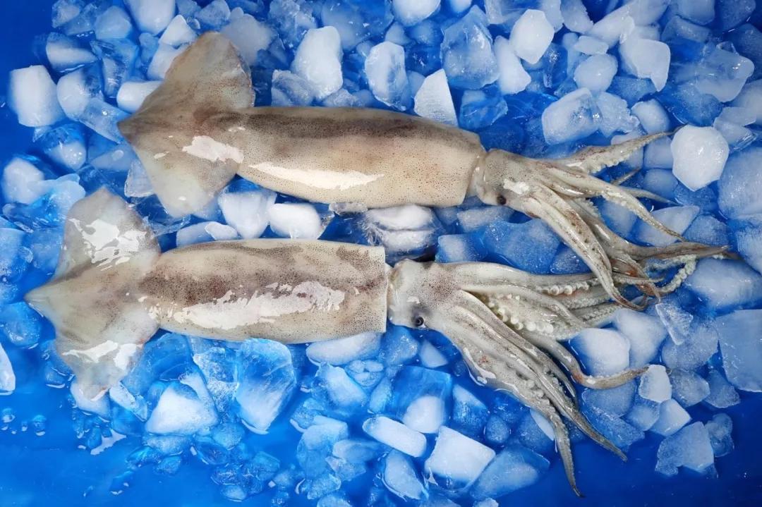 海鲜章鱼墨鱼一年四季都有么,荣成海鲜美食推荐最全攻略