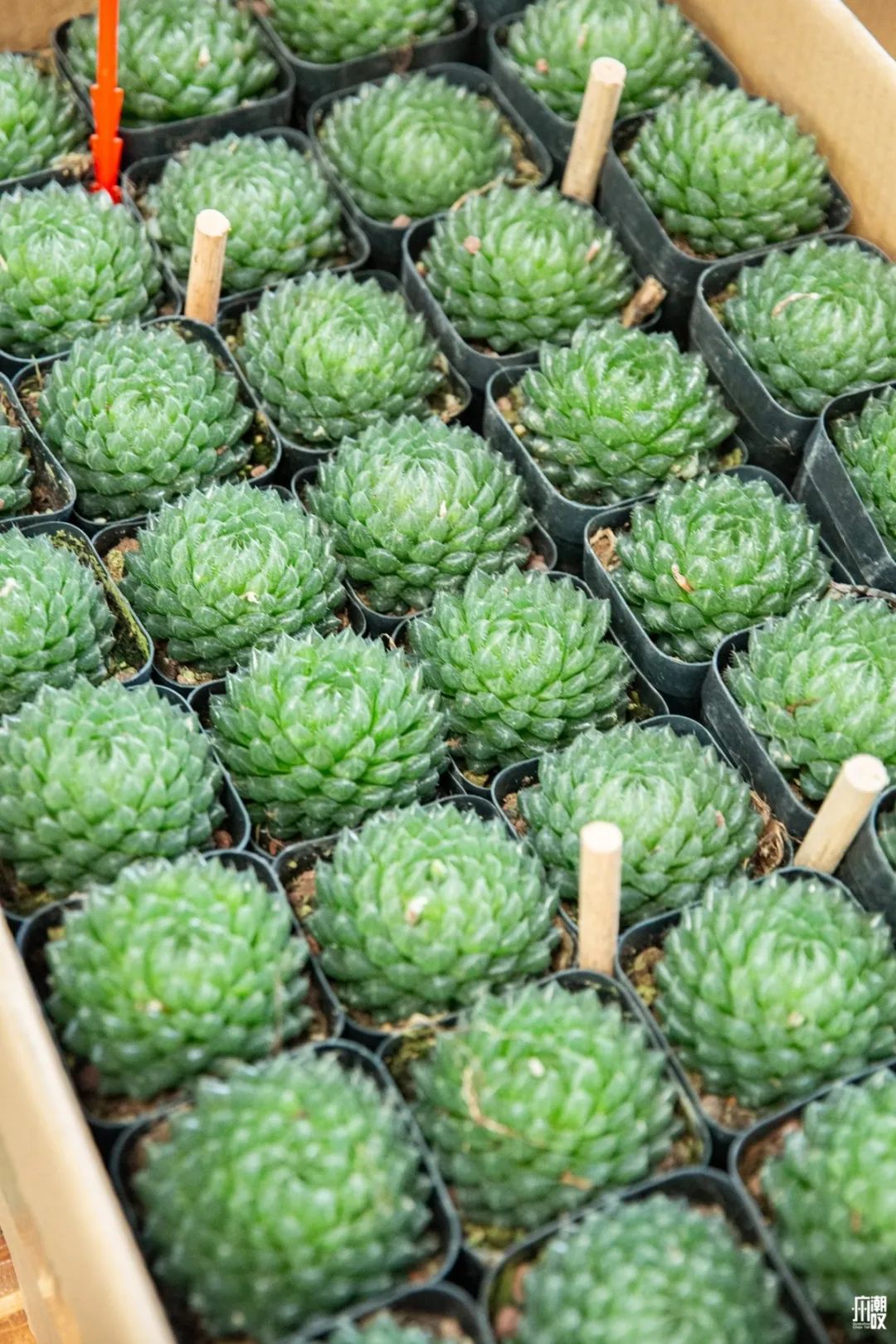 深夜去广州的花卉市场买花,如何逛斗南花卉市场买花便宜