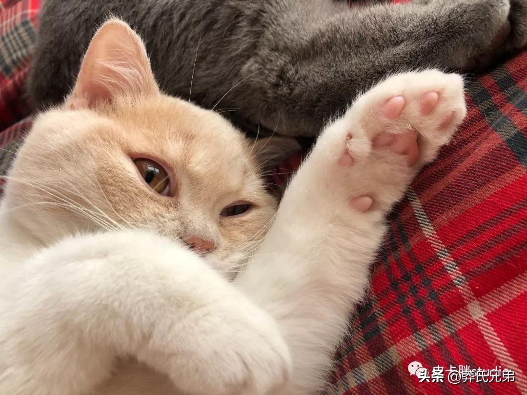 可爱小奶猫刚生出成长日记,一只小奶猫的成长过程