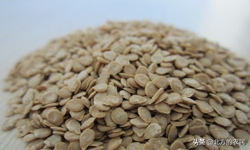 番茄灰叶斑病发病原因,番茄斑枯病与灰叶斑病区别