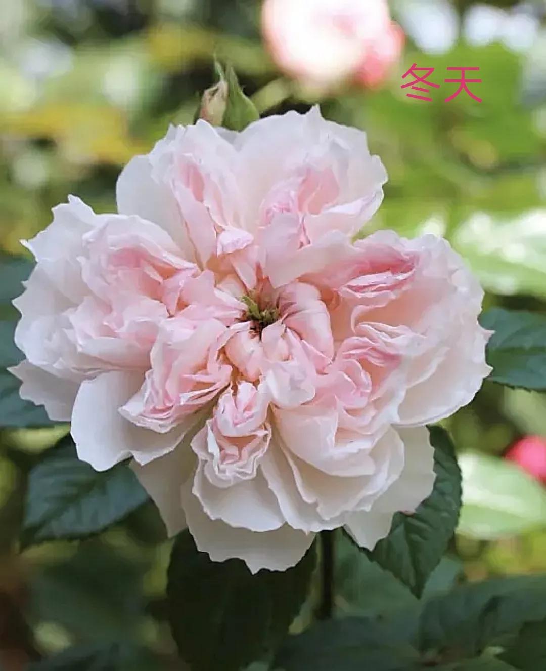 木村卓功推荐的月季,木村卓功月季