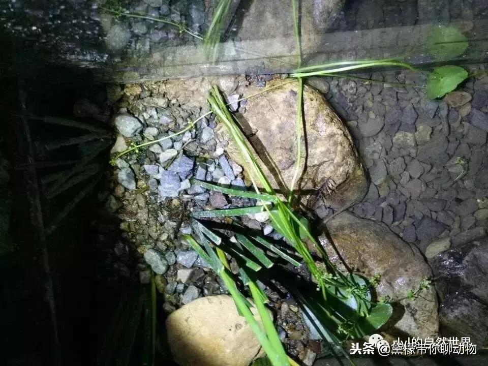 丛林造景黄缘龟池设计图大全,龟宝宝黄缘龟生态缸造景教程