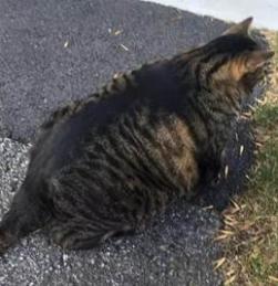 最能长胖的猫咪竟然不是橘猫,最容易变胖的猫