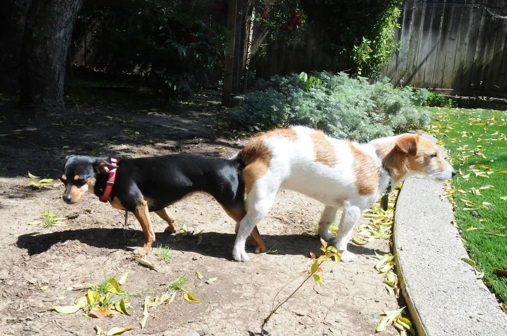 许多家猫家狗的冷知识,狗出没冷知识