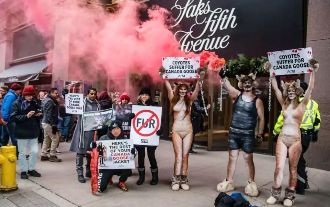 加拿大鹅与波司登买哪个,波司登和加拿大鹅差距在哪里