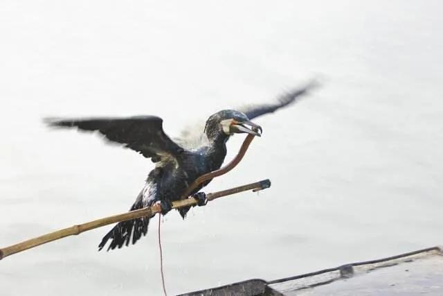 黄鳝，淡水水族中的小角色，凭什么成了直播时代的网红